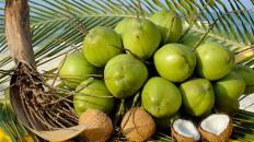 coconut-ben-tre