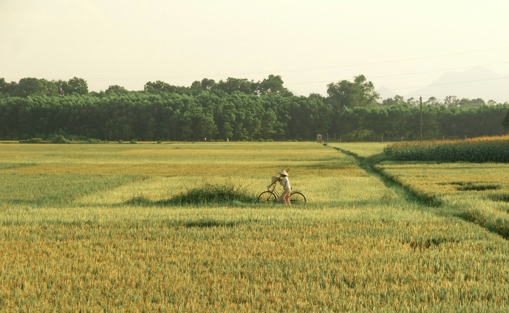 Woman in a conical hat cycling through golden rice fields in the Vietnamese countryside