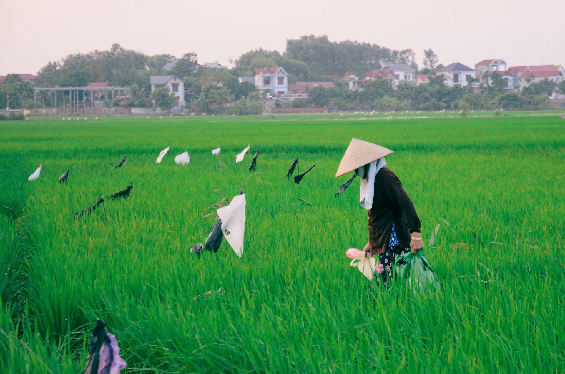 Farmer in a conical hat in a rice field in the Hanoi countryside