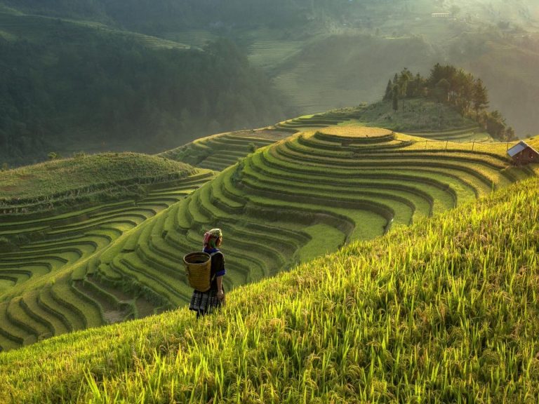 Terraced rice fields of Sapa in golden light - Rose Travel