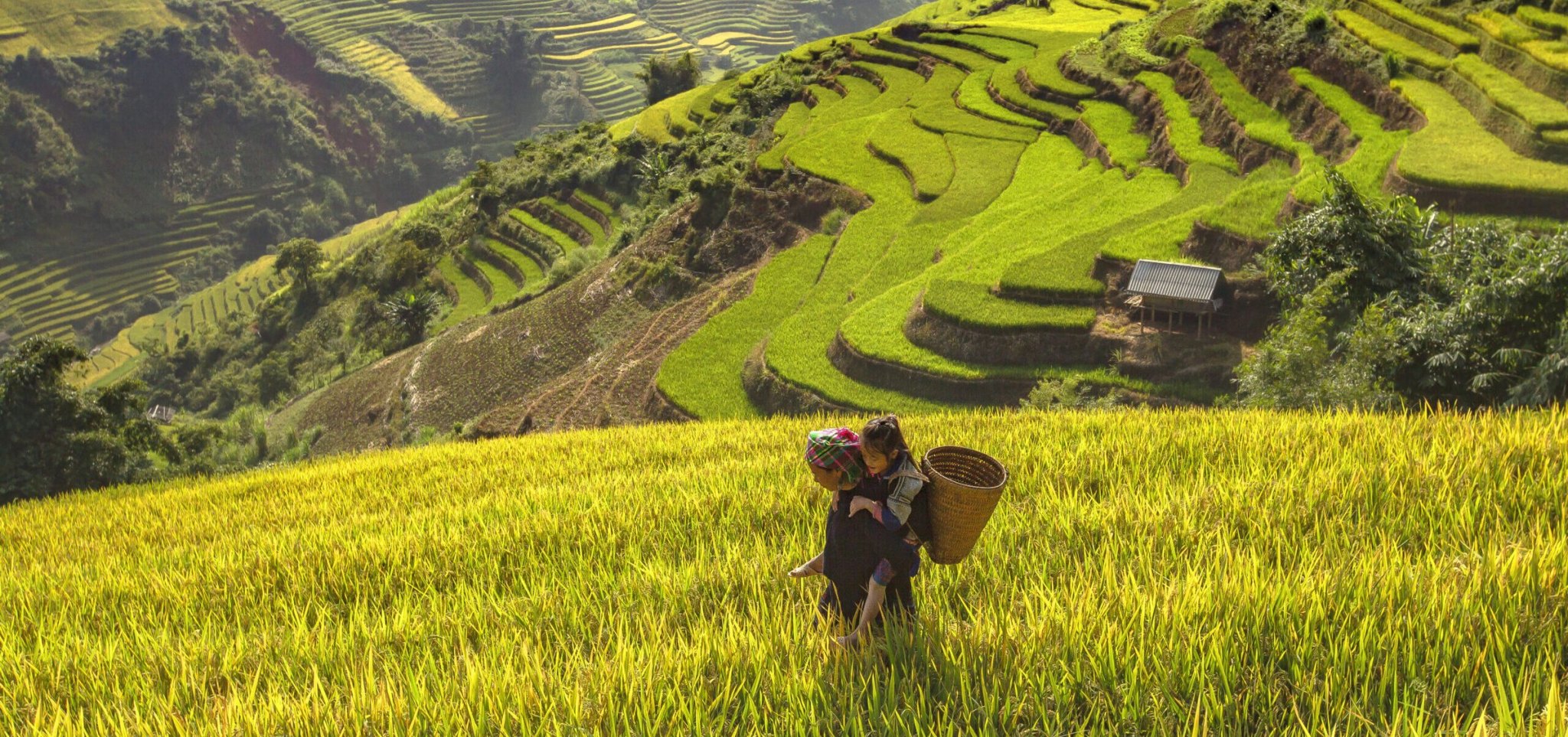 Hmong girl with a basket walking through golden rice terraces near Sa Pa